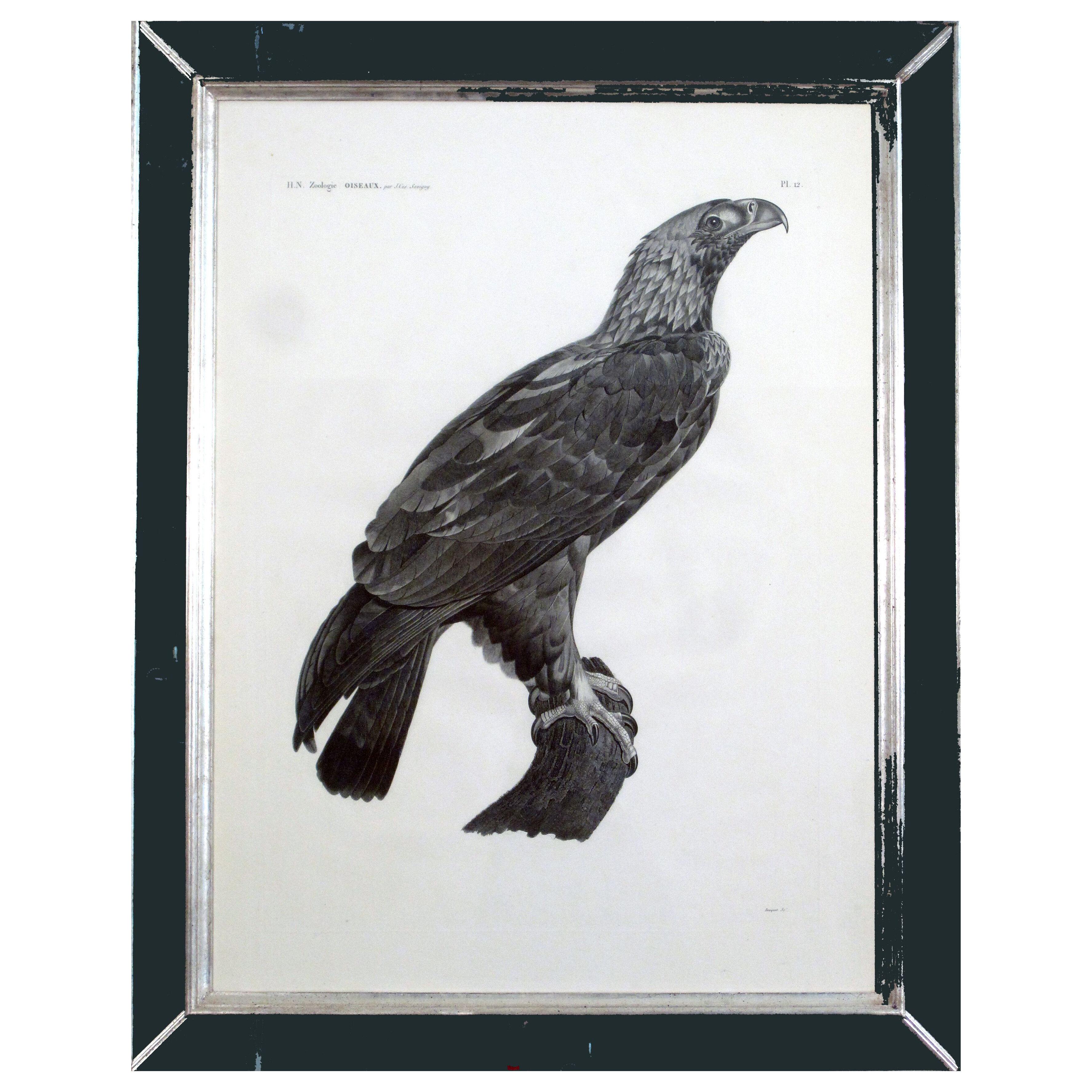 Eastern Imperial Eagle Print from the de l'Egypte By Savigny 