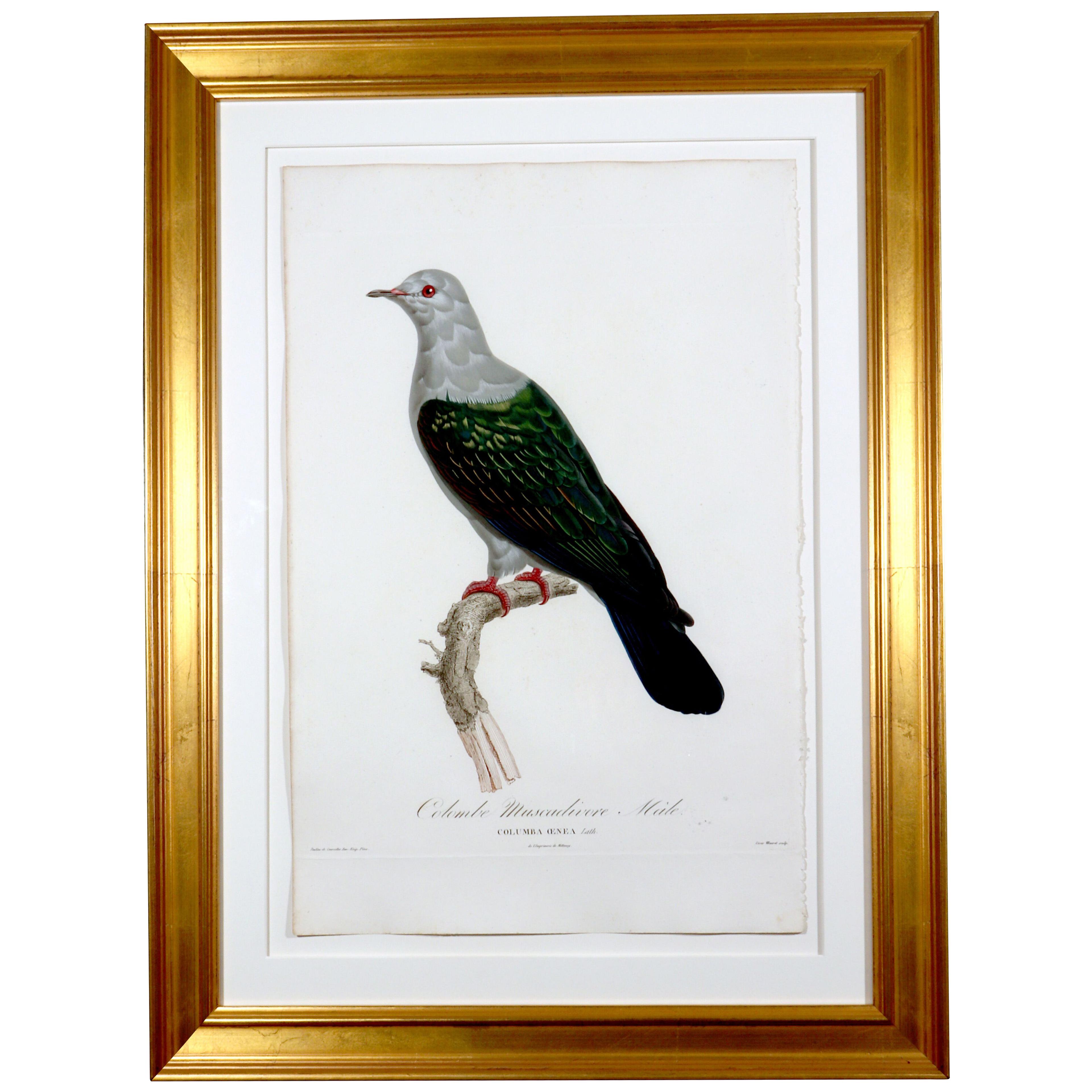 Madame Pauline Knip Engravings of Pigeons, Colombe Ramier