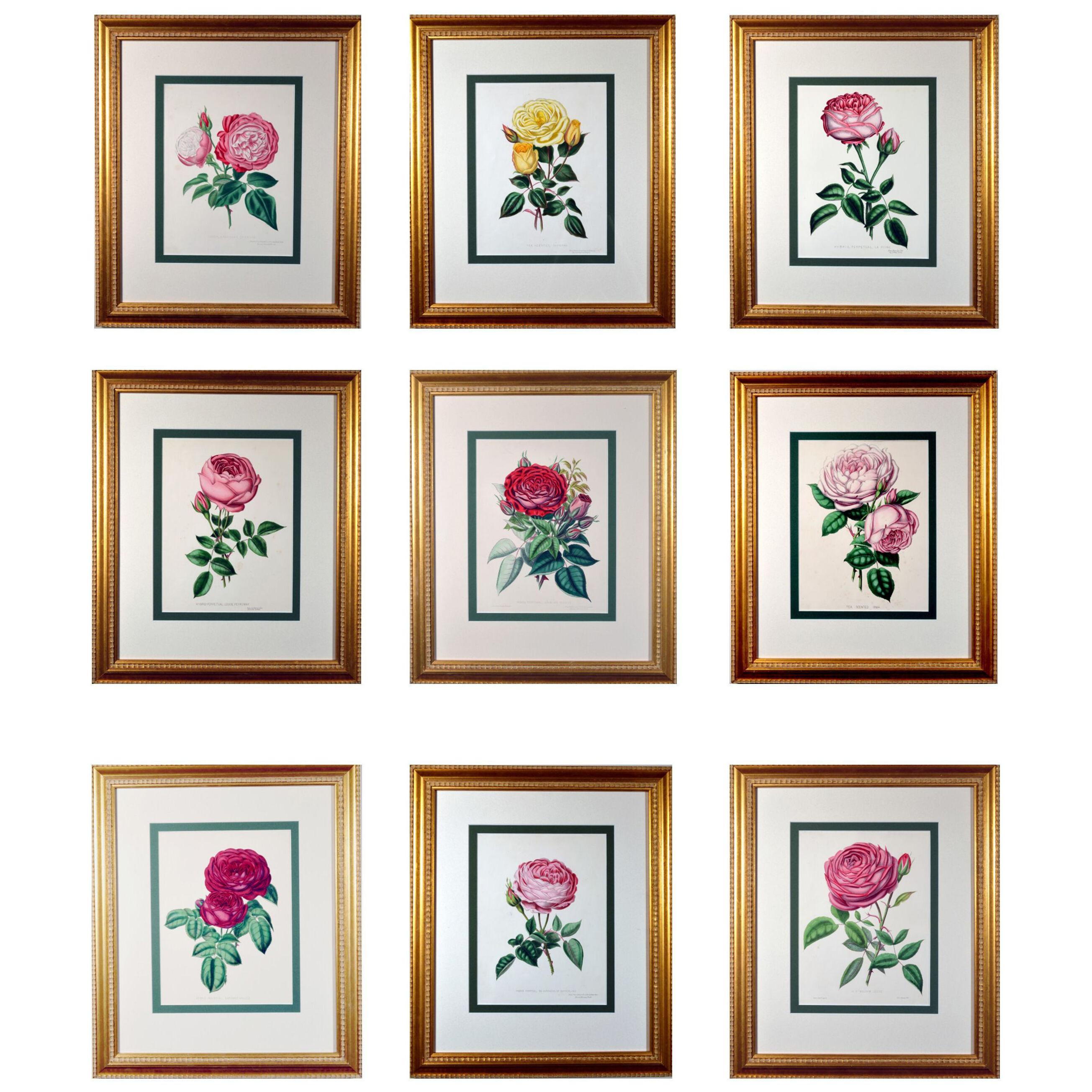 Set of Nine Botanical Engravings of Roses, Henry Curtis-"The Beauty of the Rose"