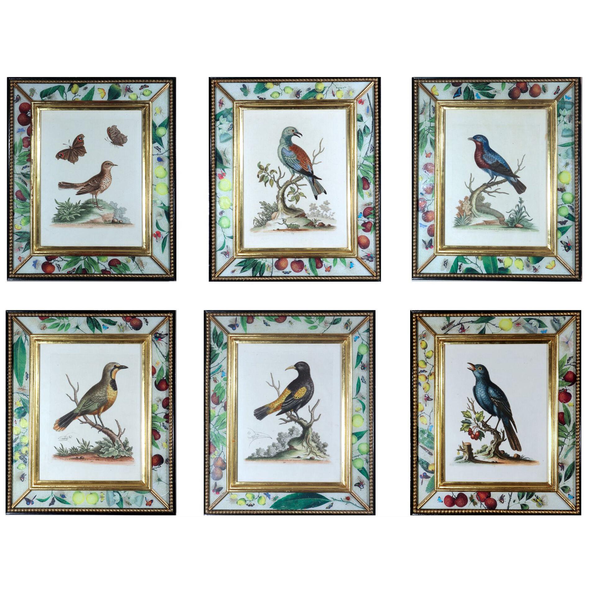 George Edwards Engravings of Birds Within Decoupage Frames- A Set of Six