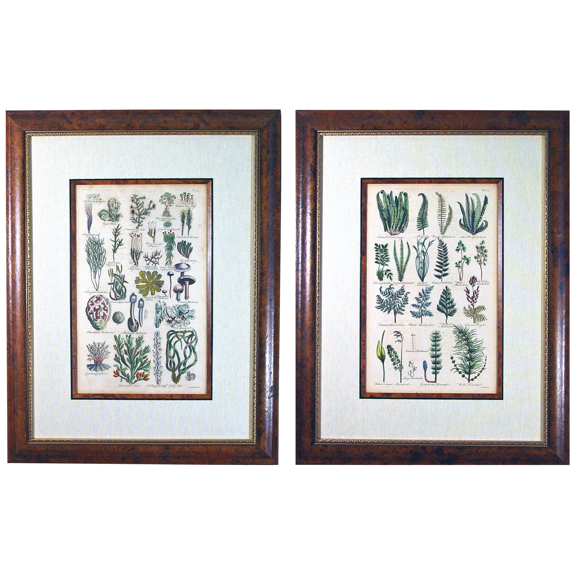 John Parkinson Seventeenth Century Botanical Prints