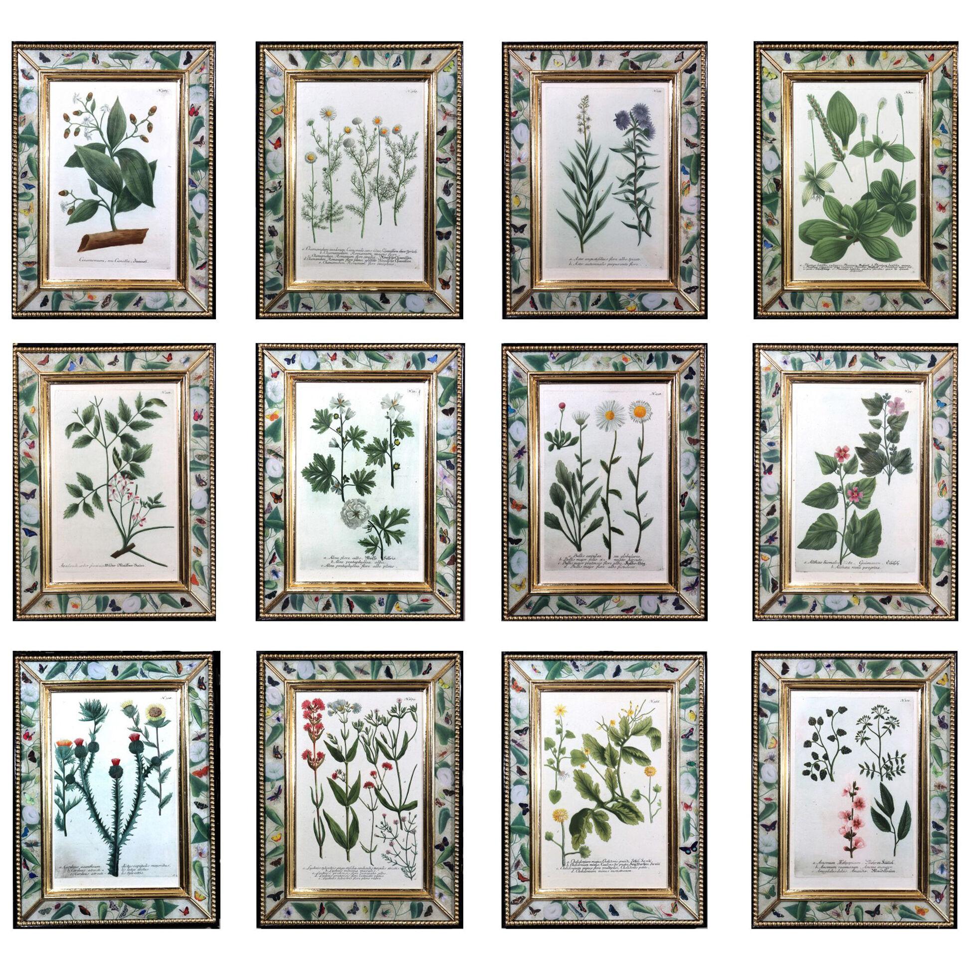 Johann Wilhelm Weinmann Botanical Engravings of Flowers-Set of Twelve