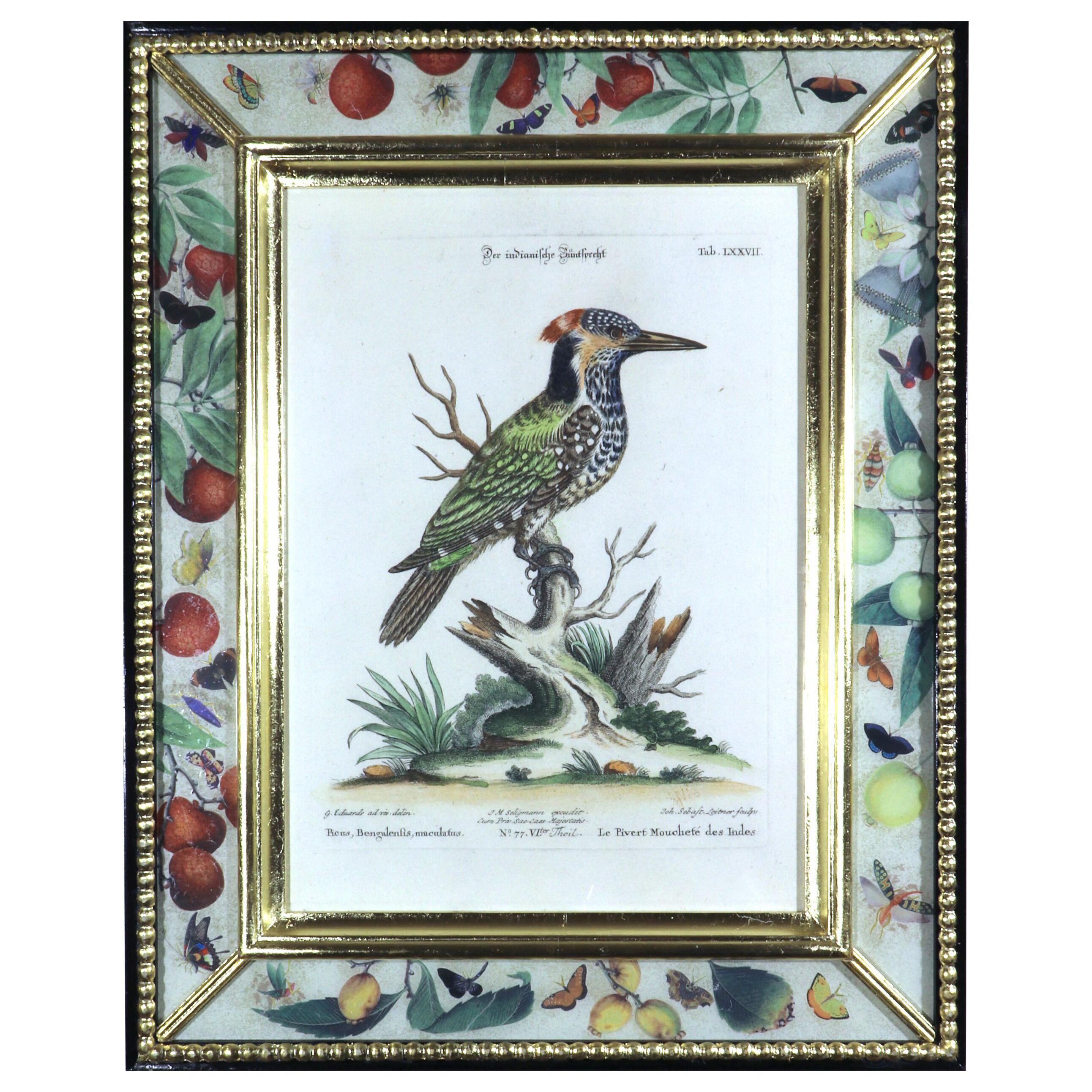 Seligmann Bird Print of Le Pivert Mouchese des Indes, Tab LXXVII
