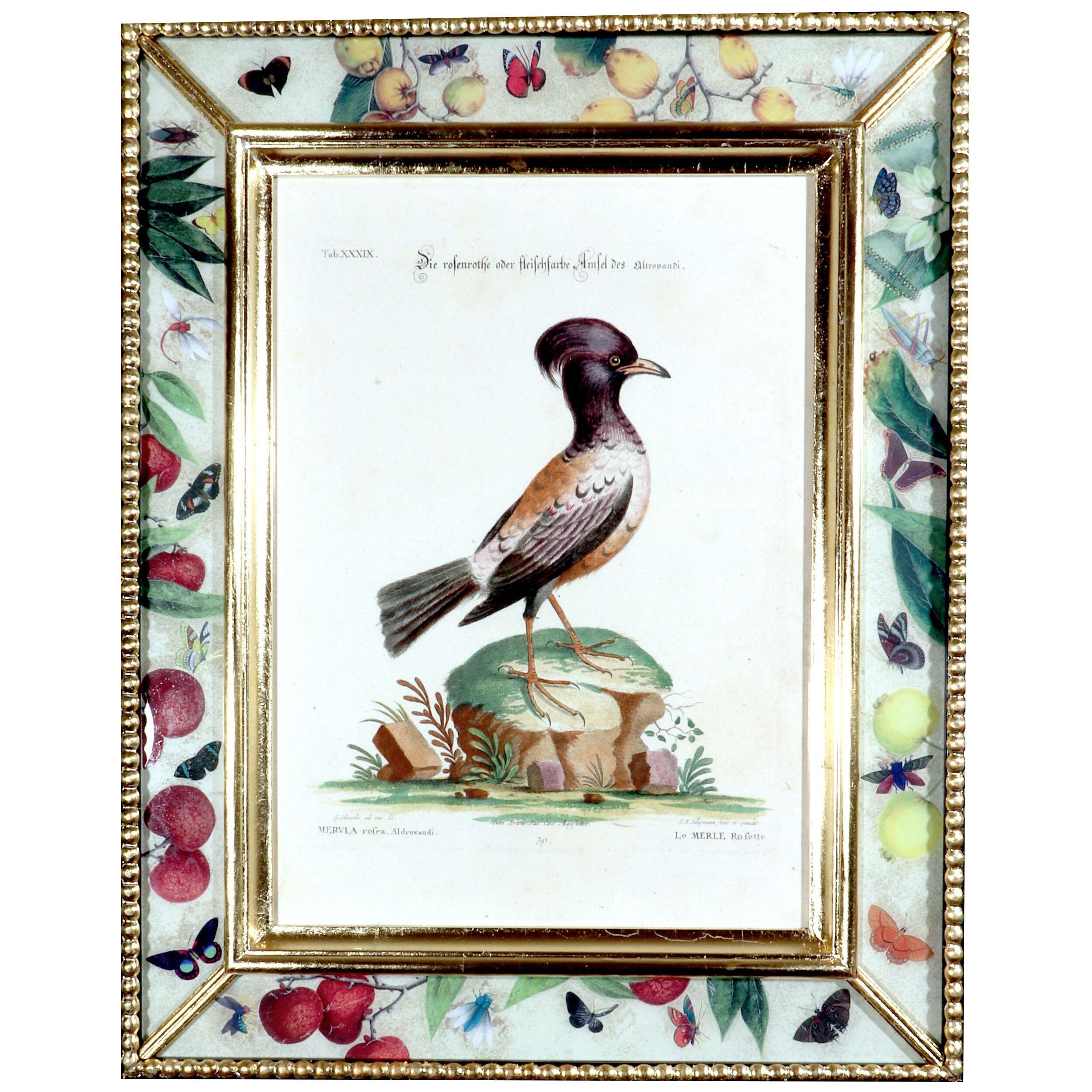 Johann Seligmann Bird Print of Le Merle Rofette, Tab XXXIX, after George Edwards