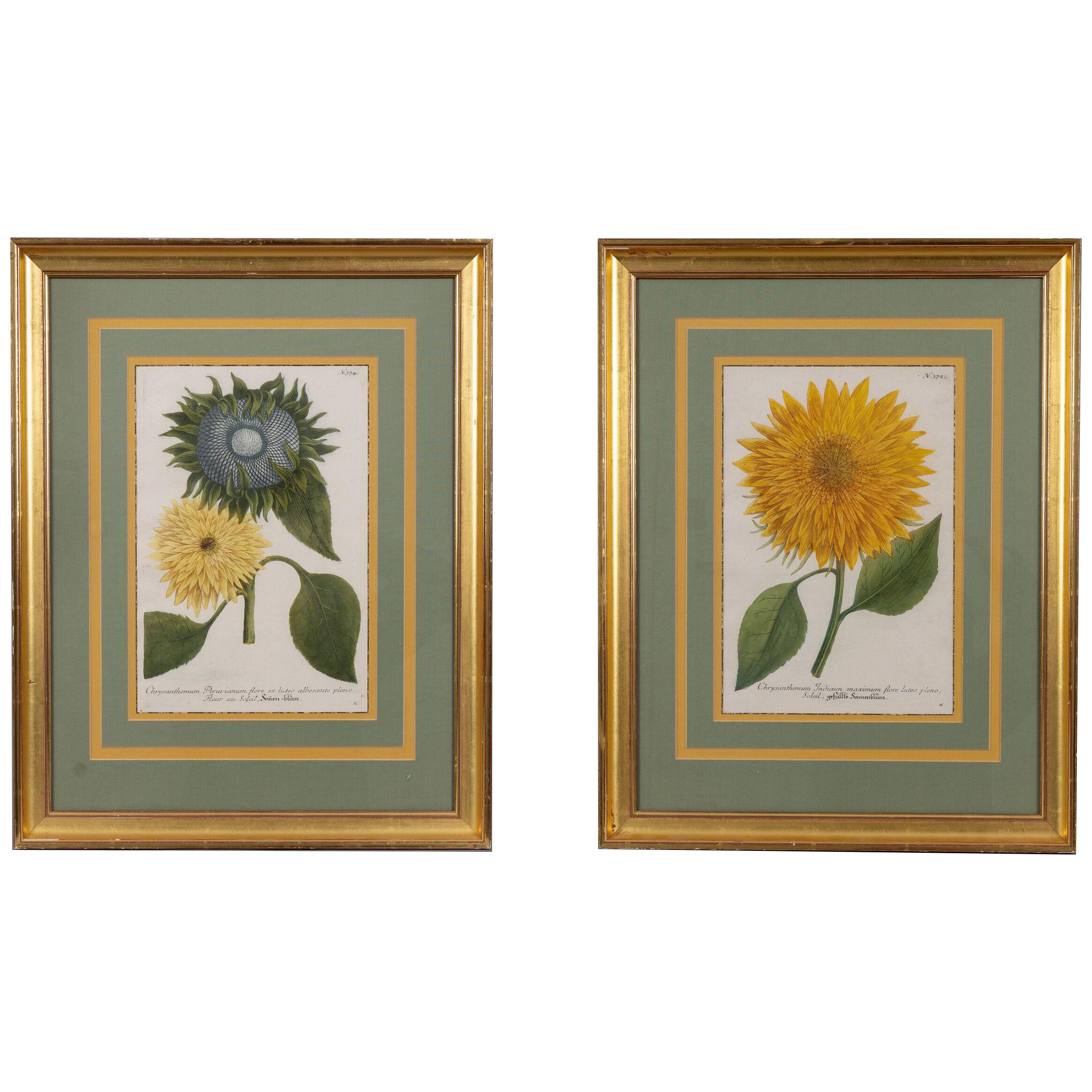 Pair Framed Botanical Engravings by Johann Wilhelm Weinmann
