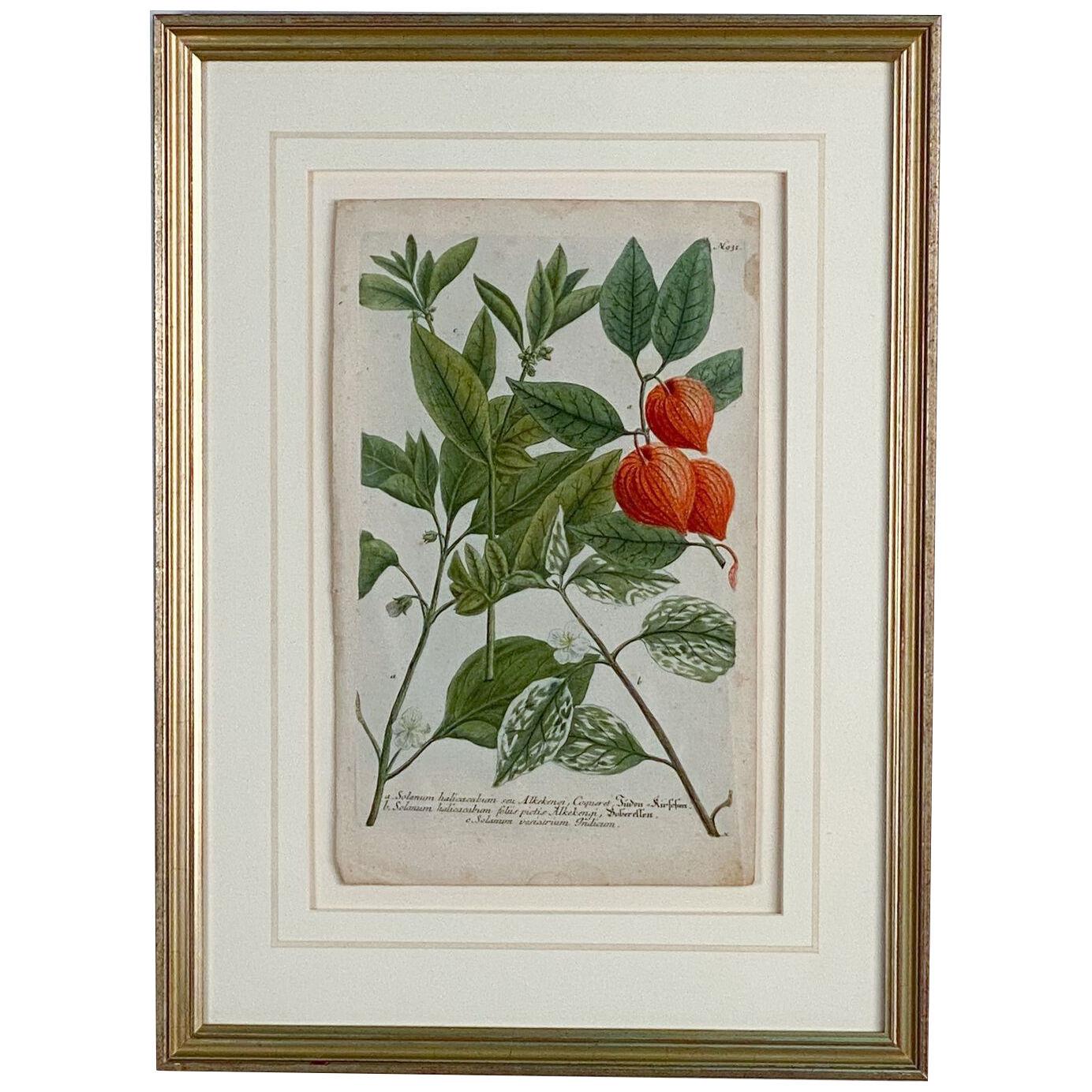 19th Century Hand-Painted Botanical