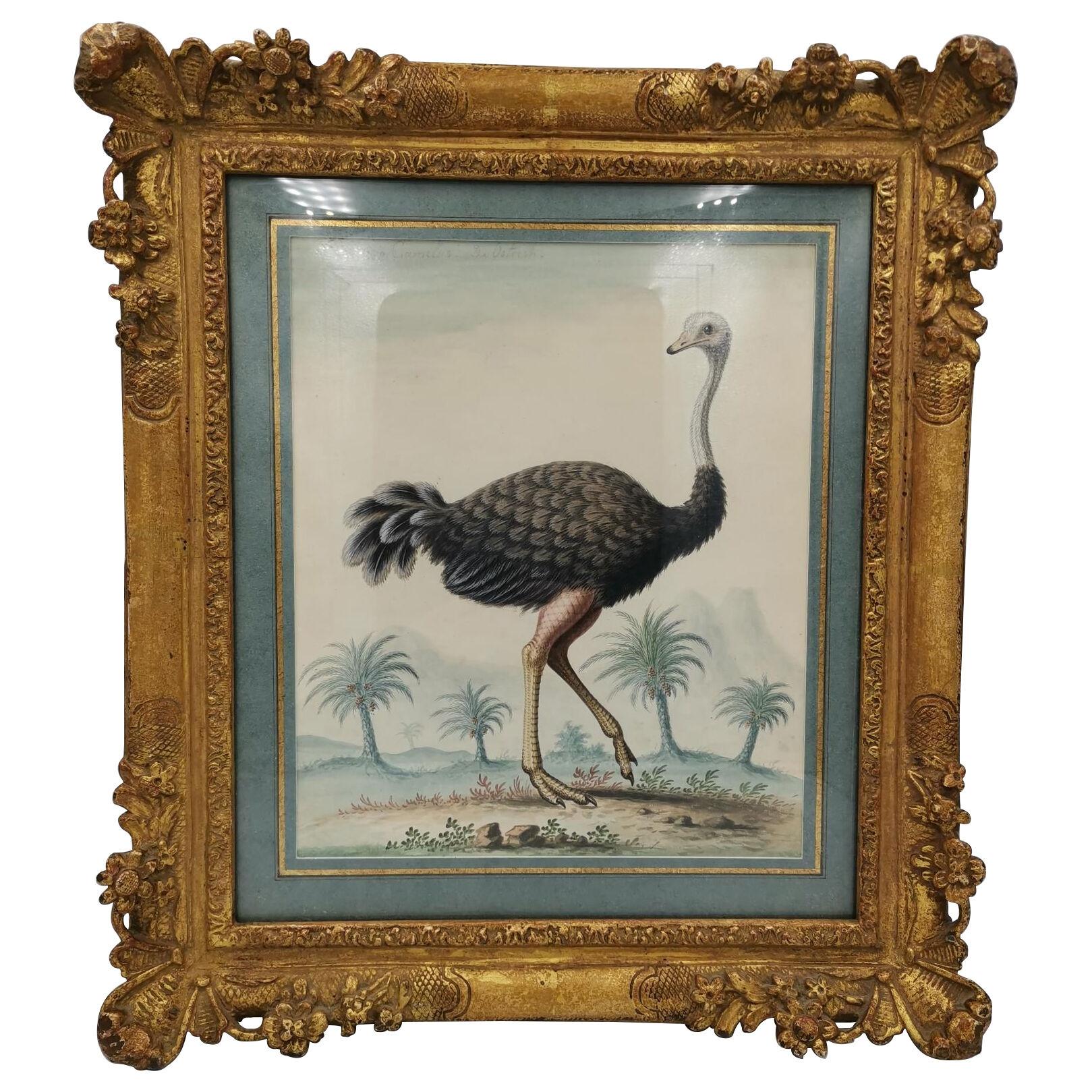 18th century watercolour of an Ostrich