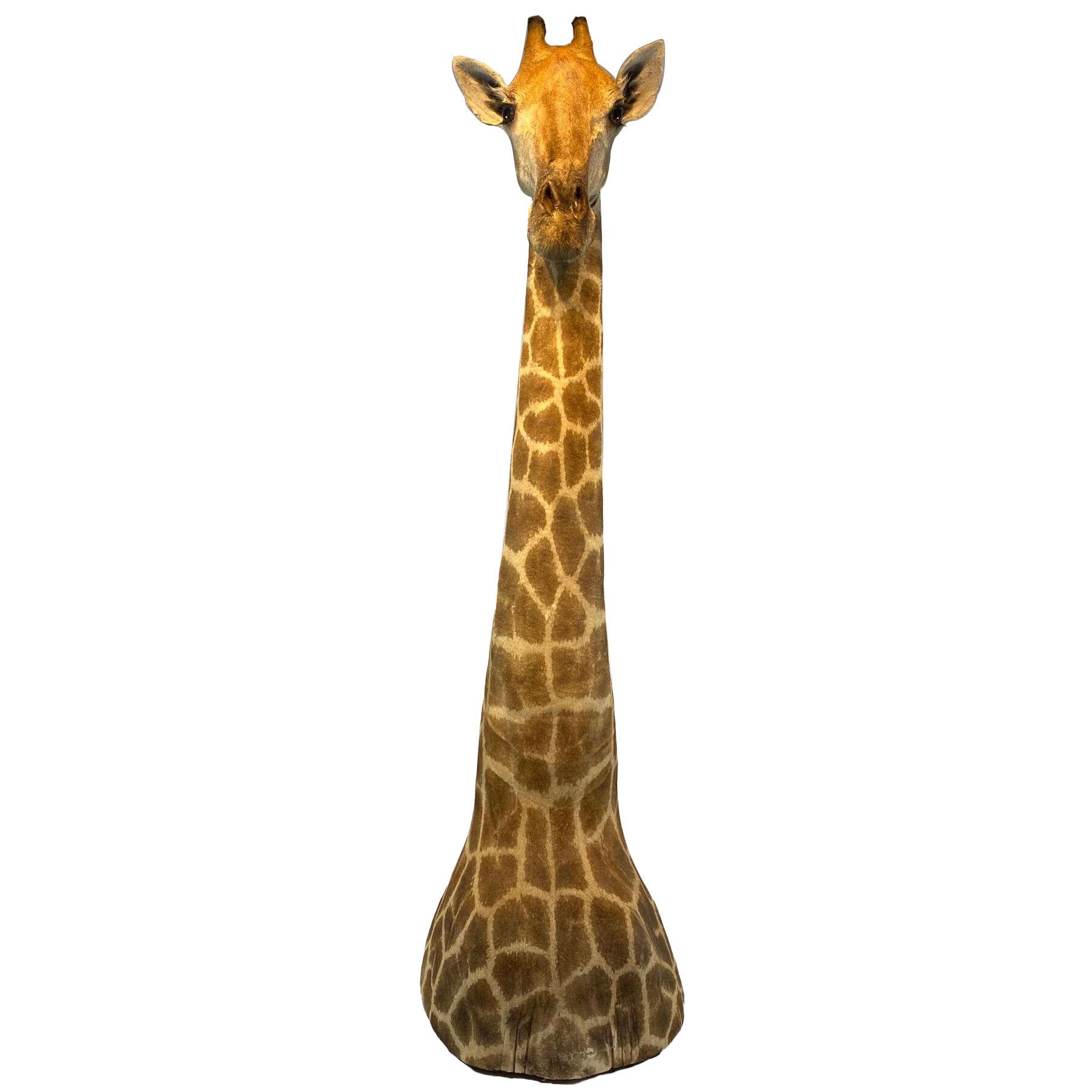 A vintage Taxidermy Giraffe