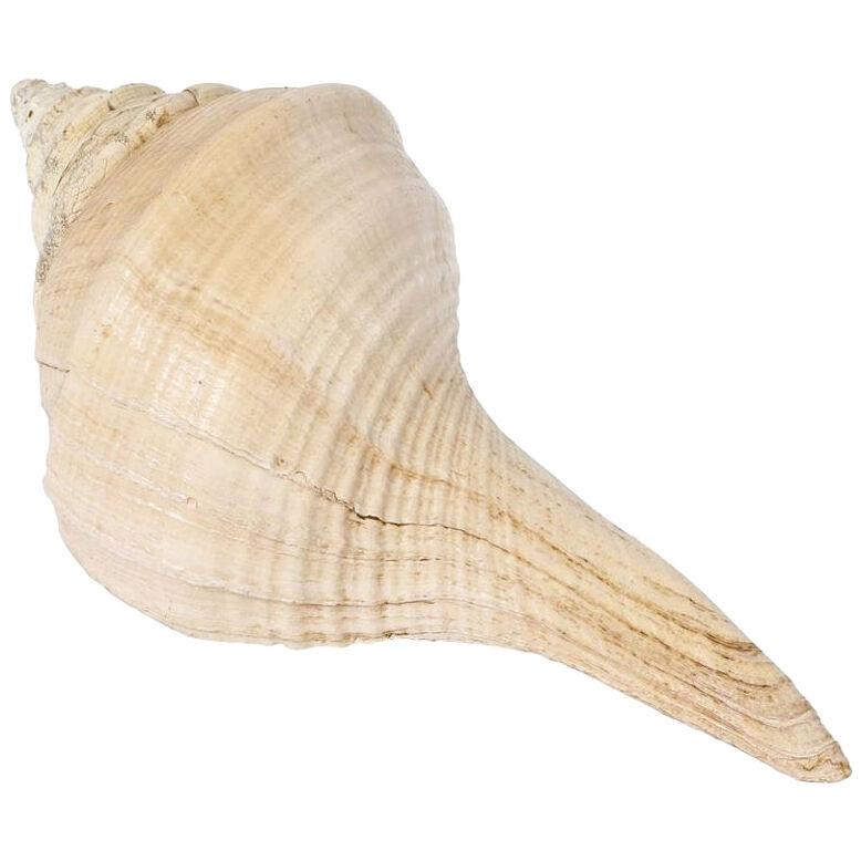 Very Large Natural Conch Shell, Pacific Ocean, 1970’s