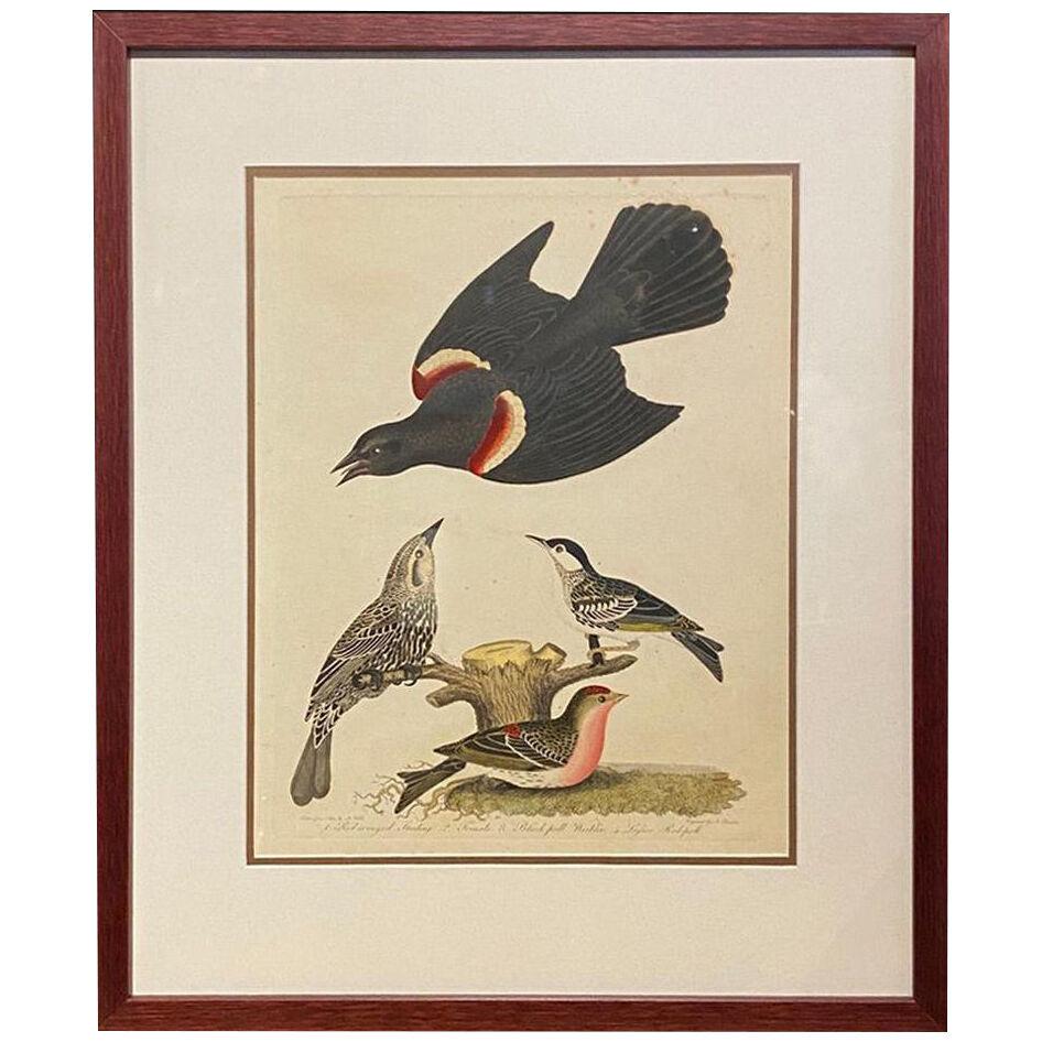 Hand Colored Engravings of Birds by Alexander Wilson - Set of 12