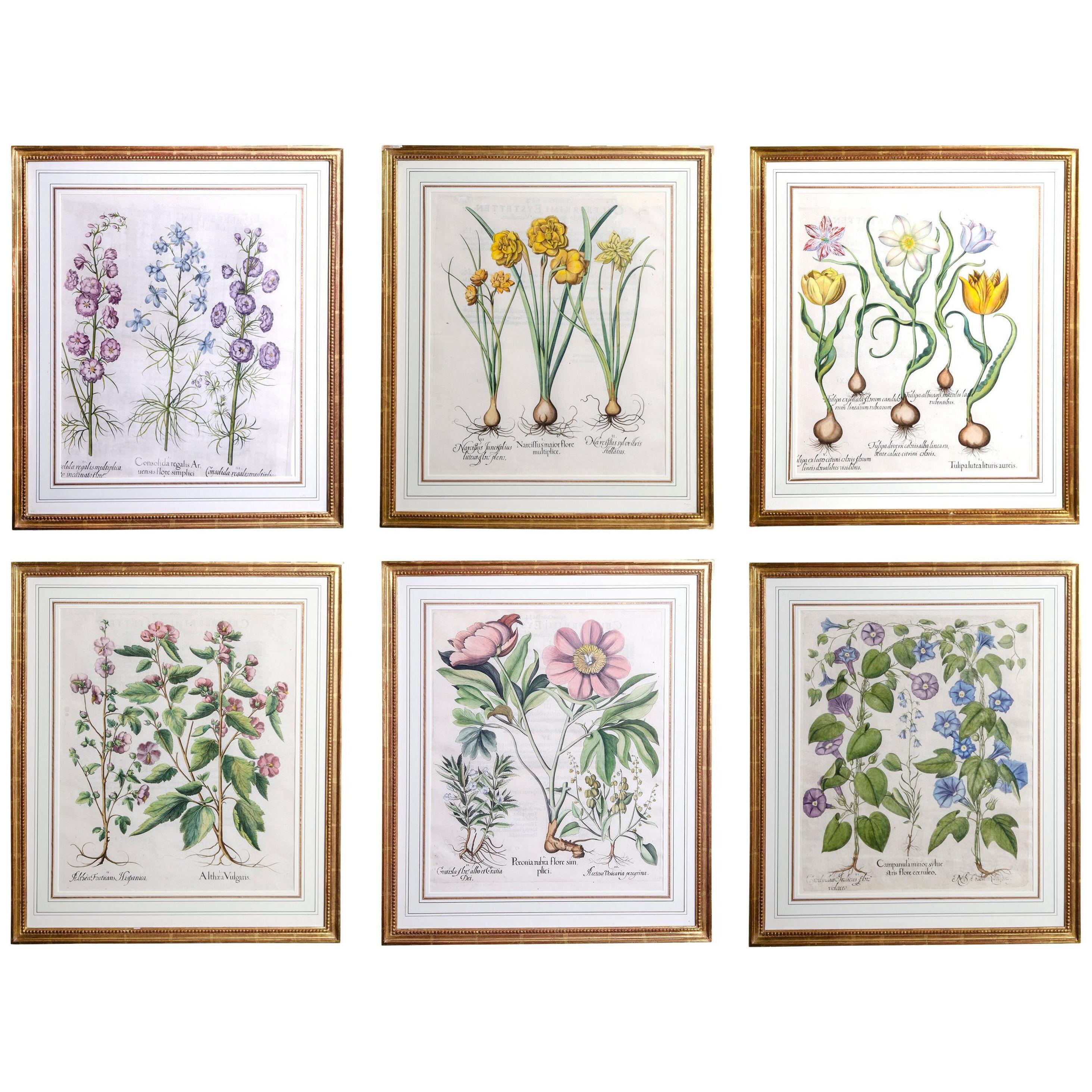 Set of Six Framed Botanicals by Basilius Besler