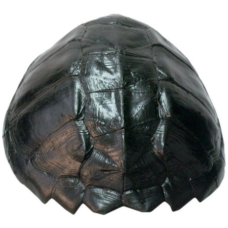 Black Lacquered Tortoise Shell	