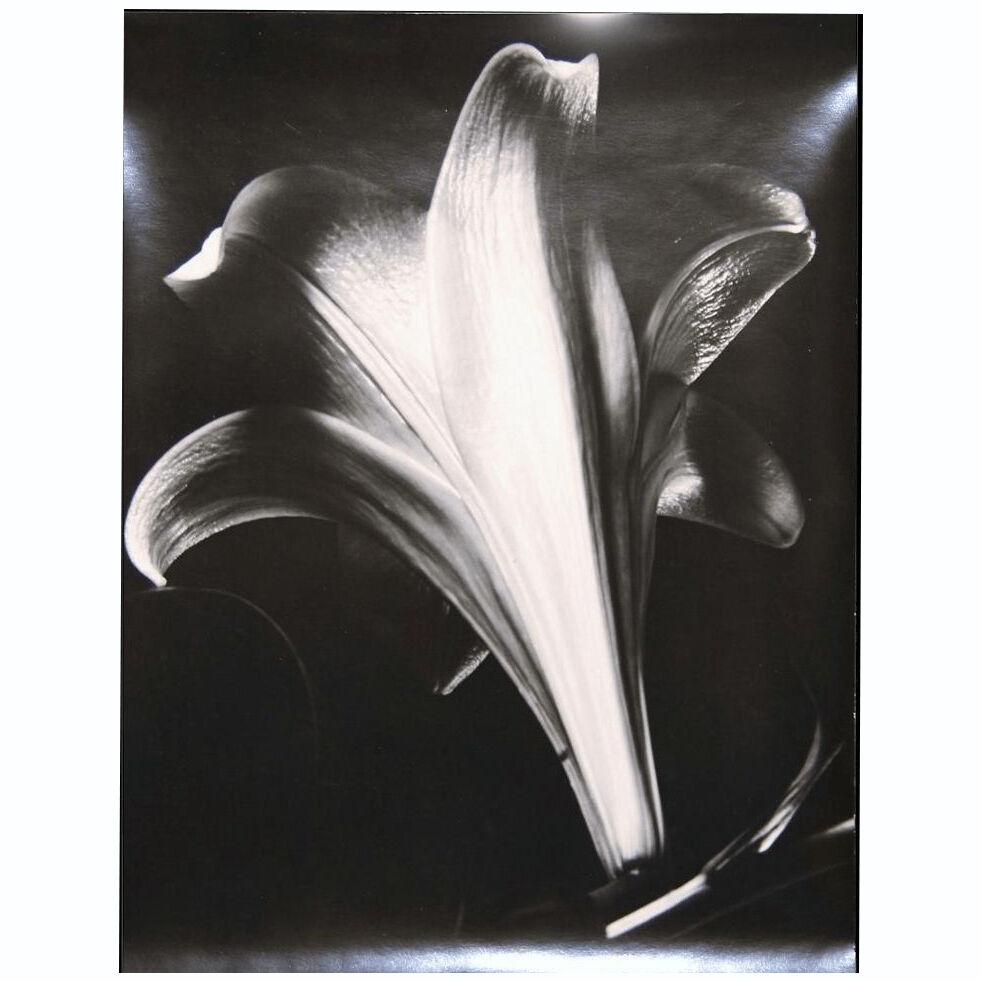 1960s Abstract Realism Close Up Flower Sabattier Photograph