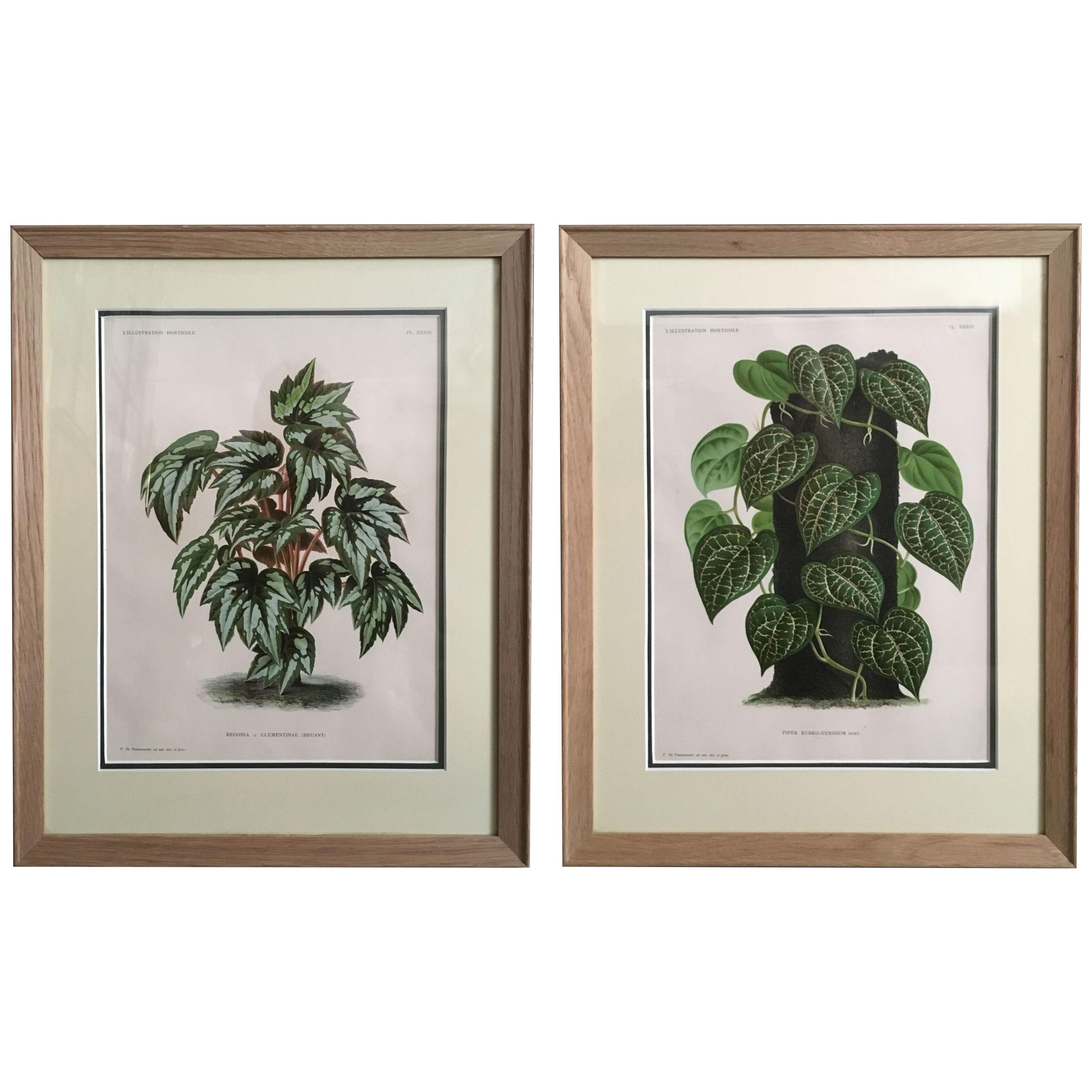 A pair of foliage botanical engravings from L’illustration Horticole